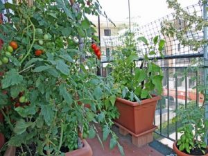 Aménager un potager sur son balcon